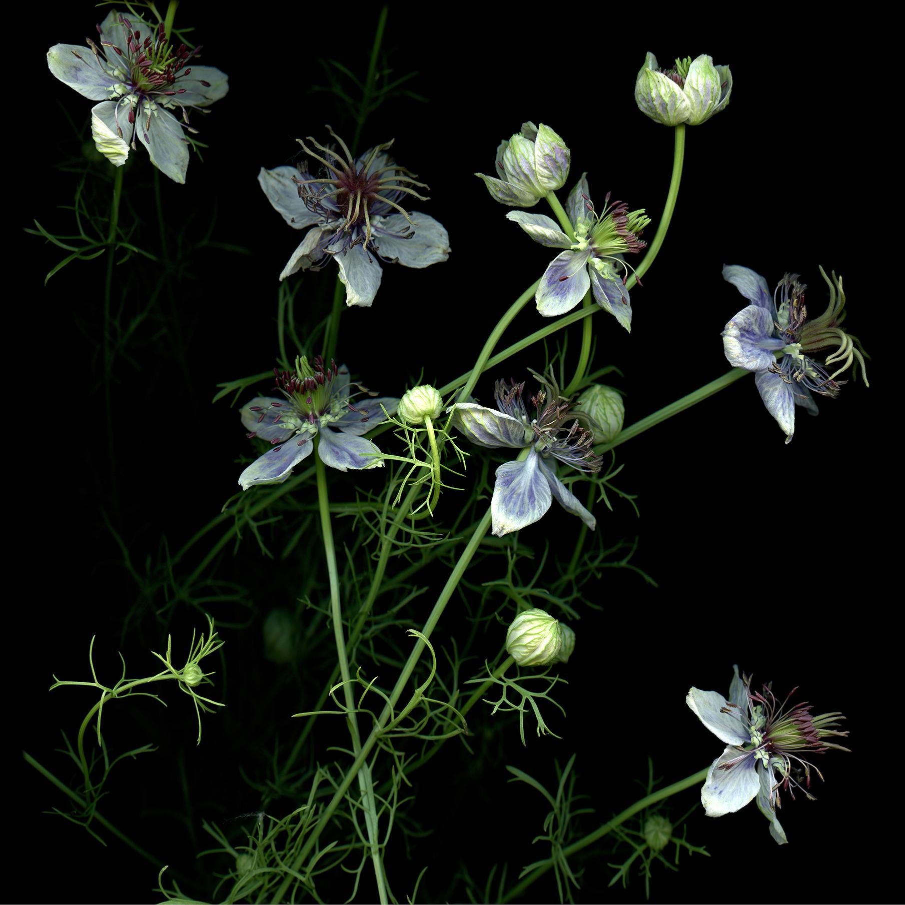 Nigella: Signed, Limited Edition Botanical Photograph, Outdoor or Indoor Display
