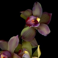 Orchid: Large Signed Limited Edition Botanical Photograph, green & red flowers