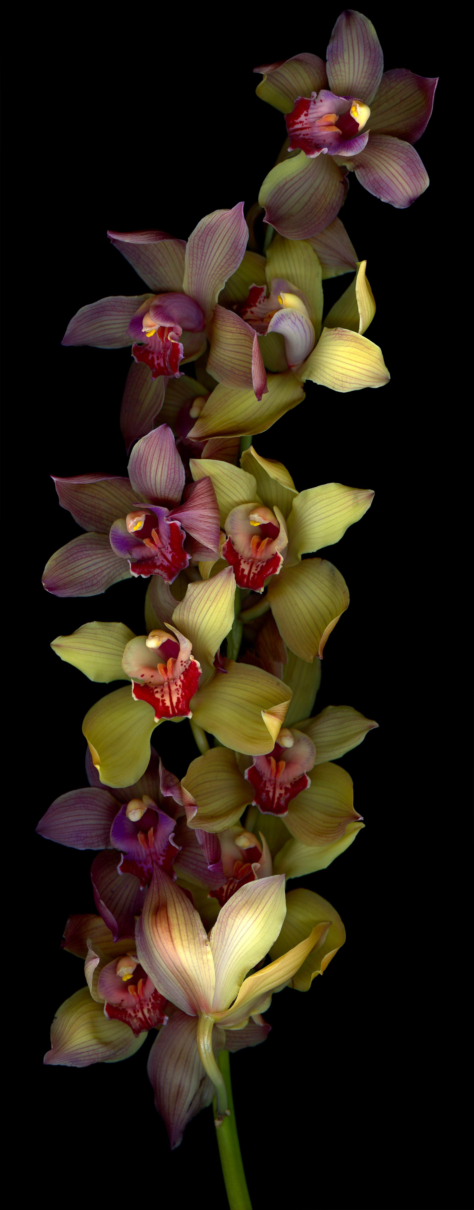Orchidea: Grande fotografia botanica firmata in edizione limitata, fiori verdi e rossi