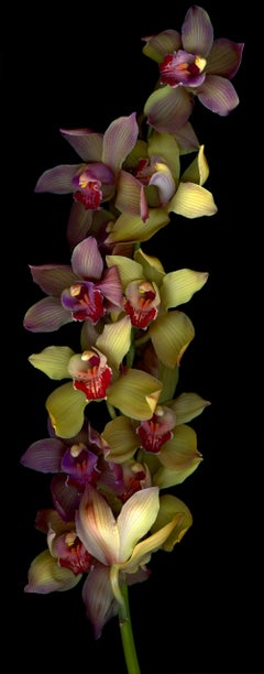 Orchid: Large Signed Limited Edition Botanical Photograph, green & red flowers