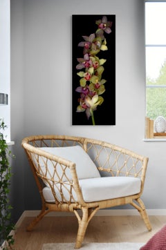 Orchid: Signed, Limited Edition Botanical Photograph, Outdoor or Indoor Display