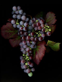 Pinot Noir: Signed, Limited Edition Botanical Photograph for Outdoors or Indoors