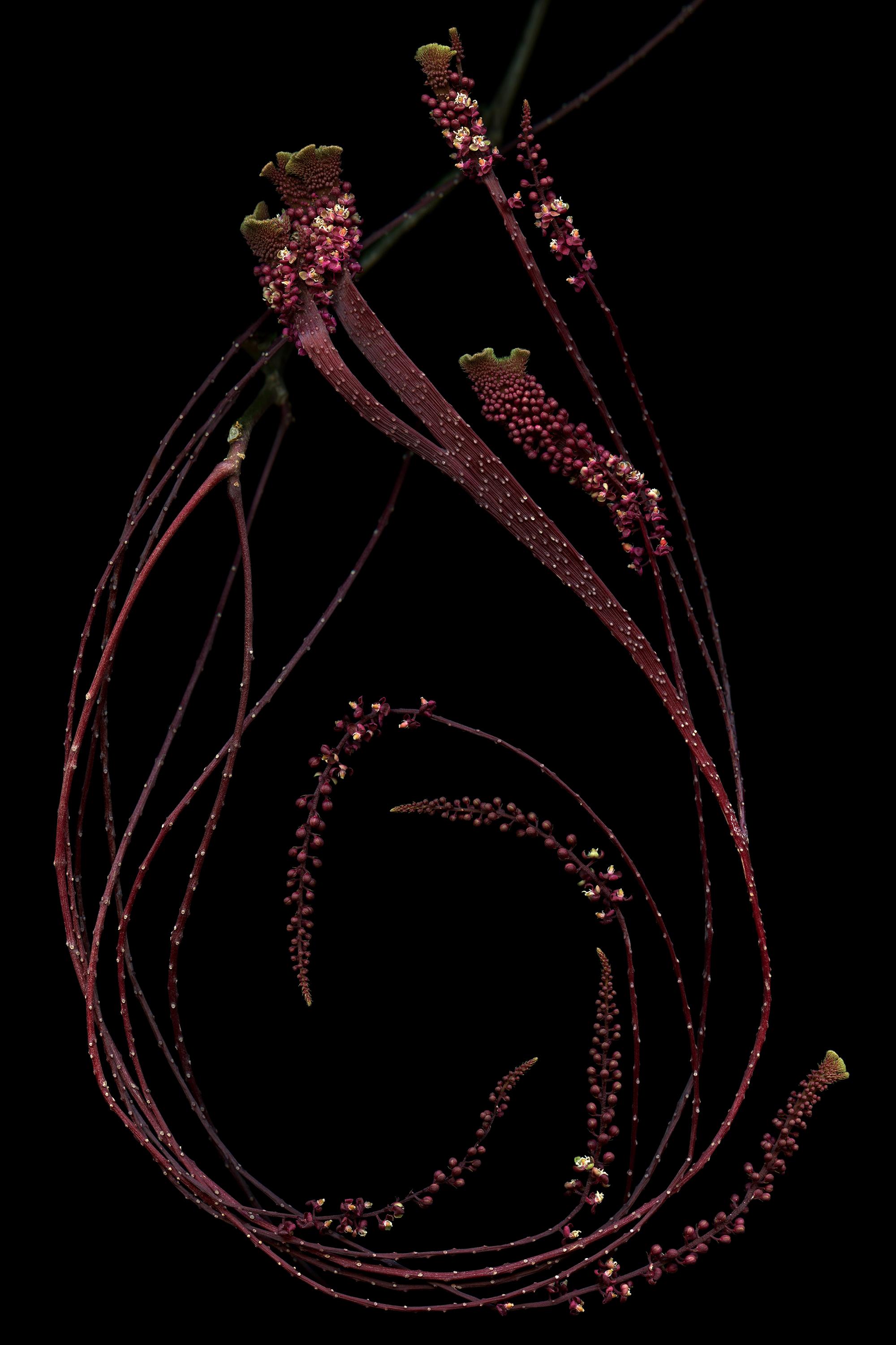 Trichostigma: Large Signed Limited Edition Minimalist Botanical Photograph black