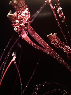 Trichostigma - Polychrome Photograph on Aluminum