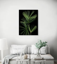 White Pine: Signed, Limited Edition Botanical Photograph, Outdoor/Indoor Display