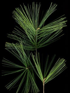 White Pine: Signed, Limited Edition Botanical Photograph, Outdoor/Indoor Display