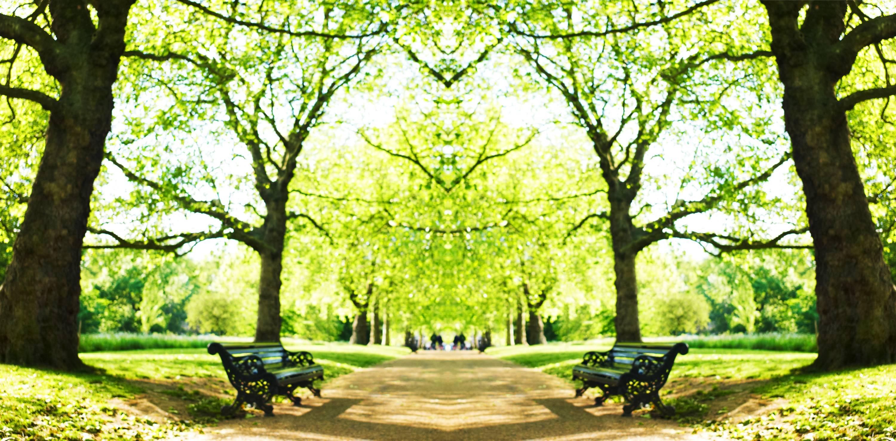 Laurie Victor Kay Landscape Photograph - Trees, London