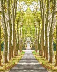 Trees VI, St. Tropez- photograph by Laurie Victor Kay