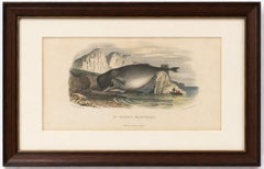 Le Cachalot Macrocéphale (Pottwal), handkolorierter Stich, 1840