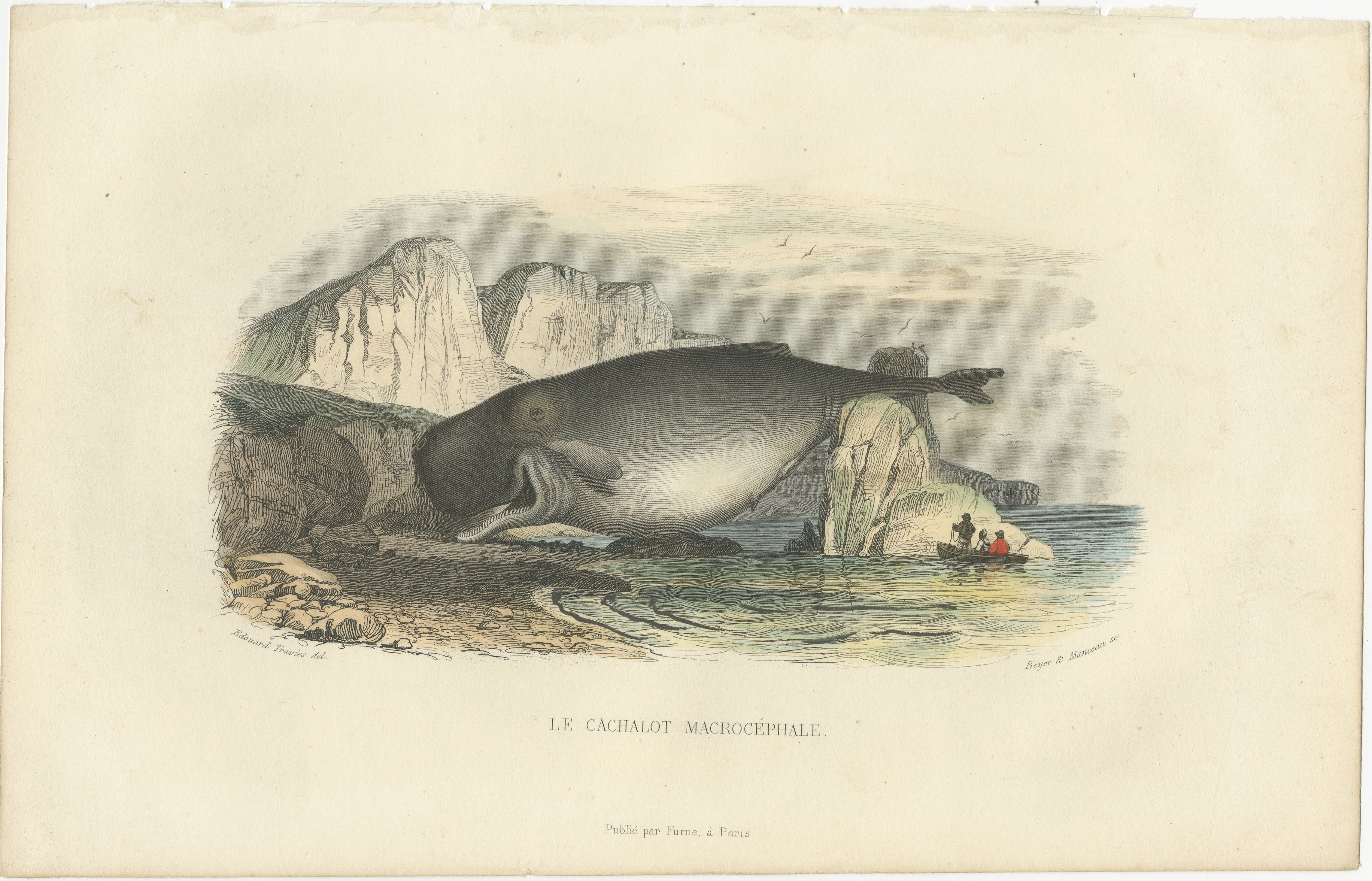 Le Cachalot Macrocéphale (Sperm Whale), Hand-Colored Engraving, 1840