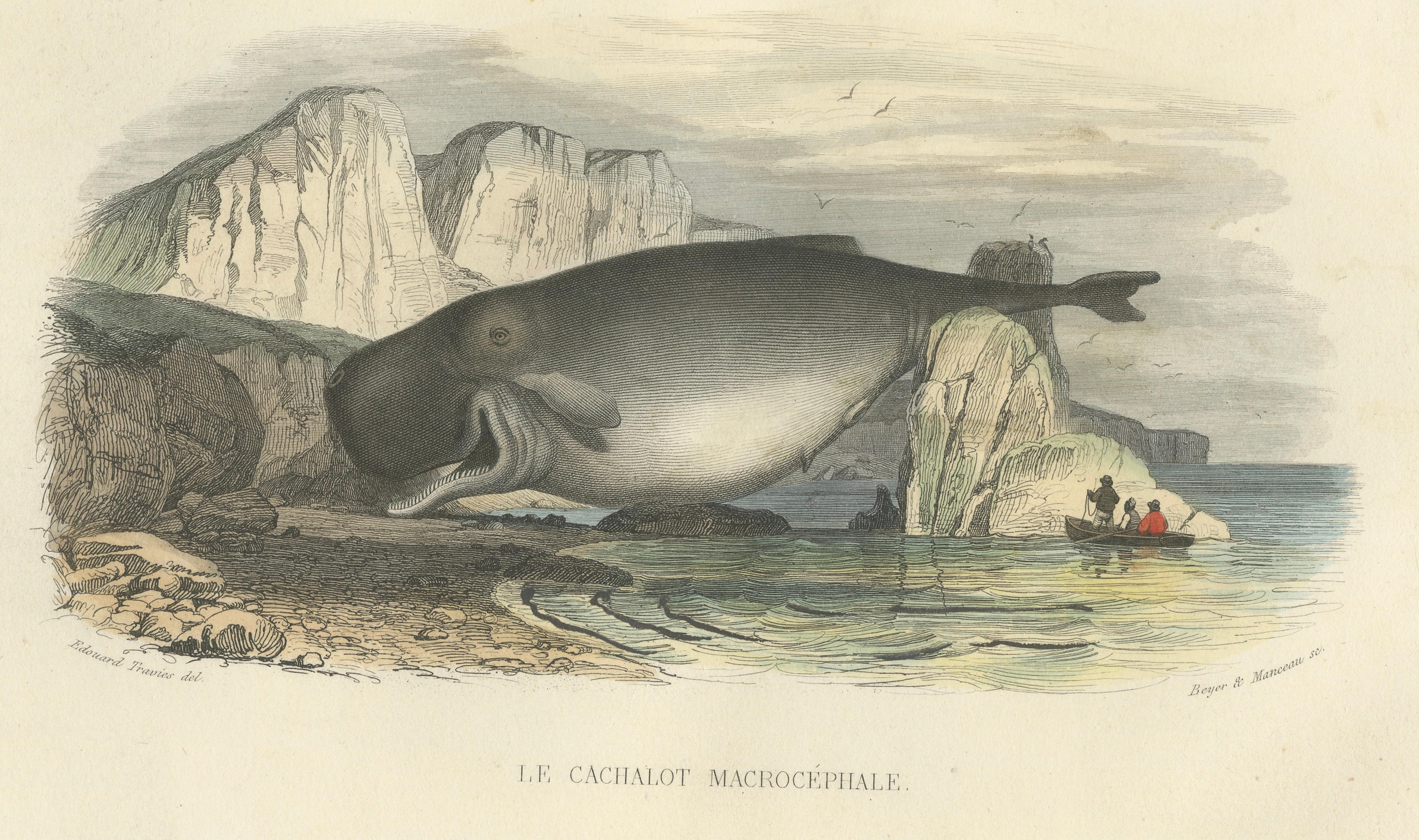 Le Cachalot Macrocéphale (Sperm Whale), Hand-Colored Engraving, 1840