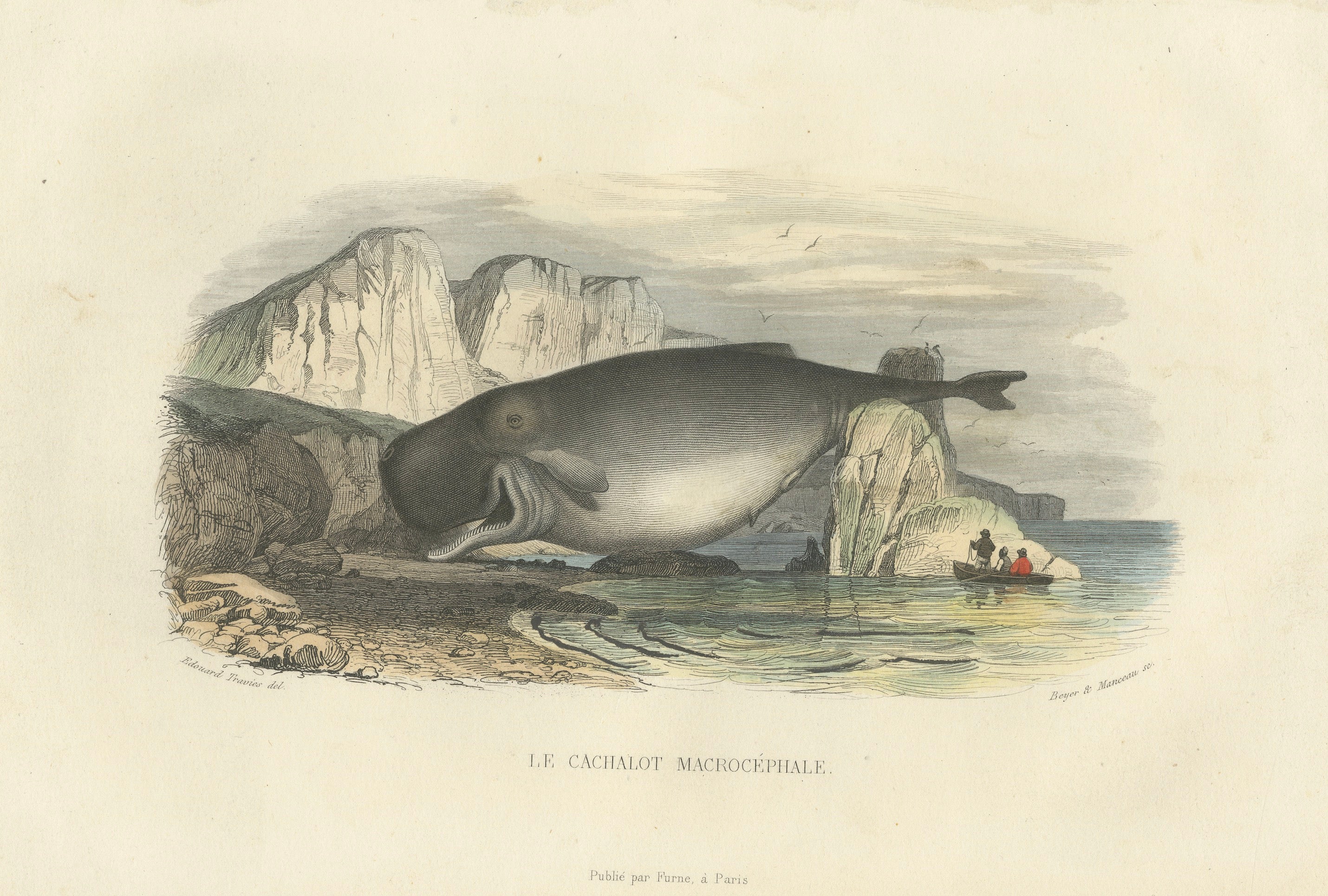 Le Cachalot Macrocéphale (Sperm Whale), Hand-Colored Engraving, 1840