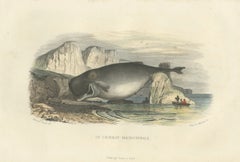 Le Cachalot Macrocéphale (Pottwal), handkolorierter Stich, 1840
