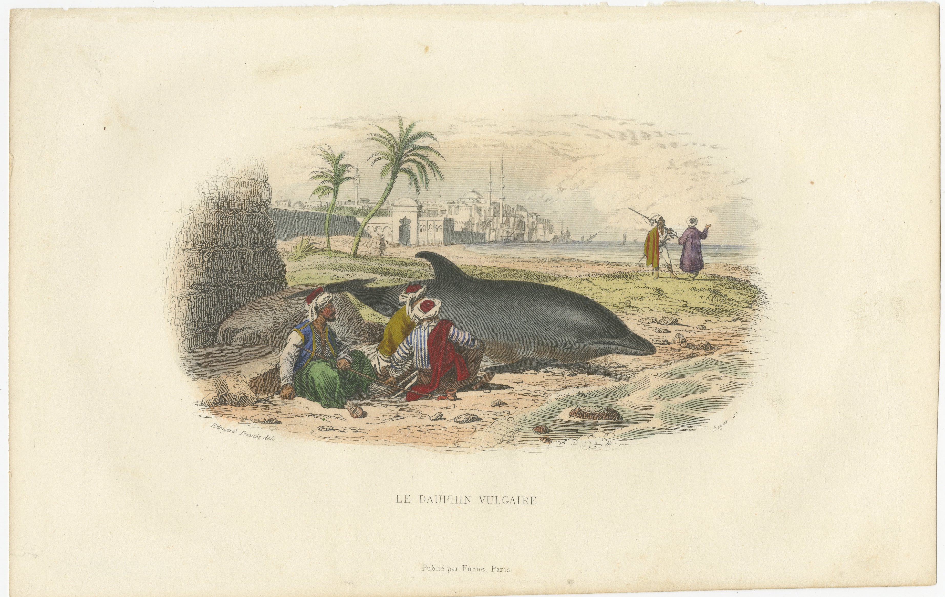 Le Dauphin Vulgaire (Common Dolphin), Hand-Colored Engraving, 1840