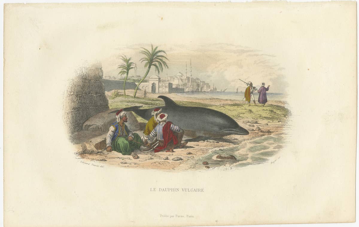 Le Dauphin Vulgaire (Common Dolphin), Hand-Colored Engraving, 1840