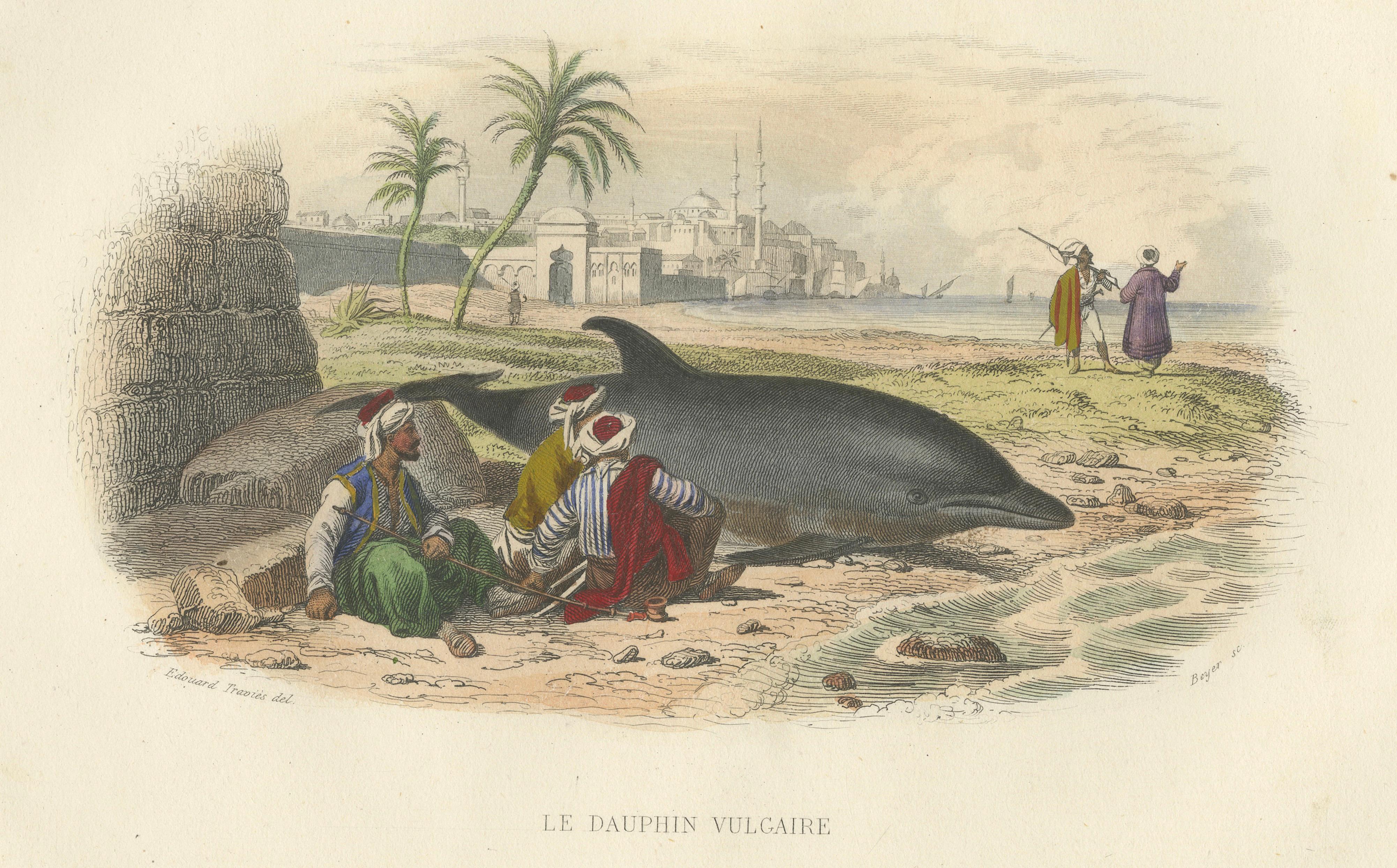 Le Dauphin Vulgaire (Common Dolphin), Hand-Colored Engraving, 1840