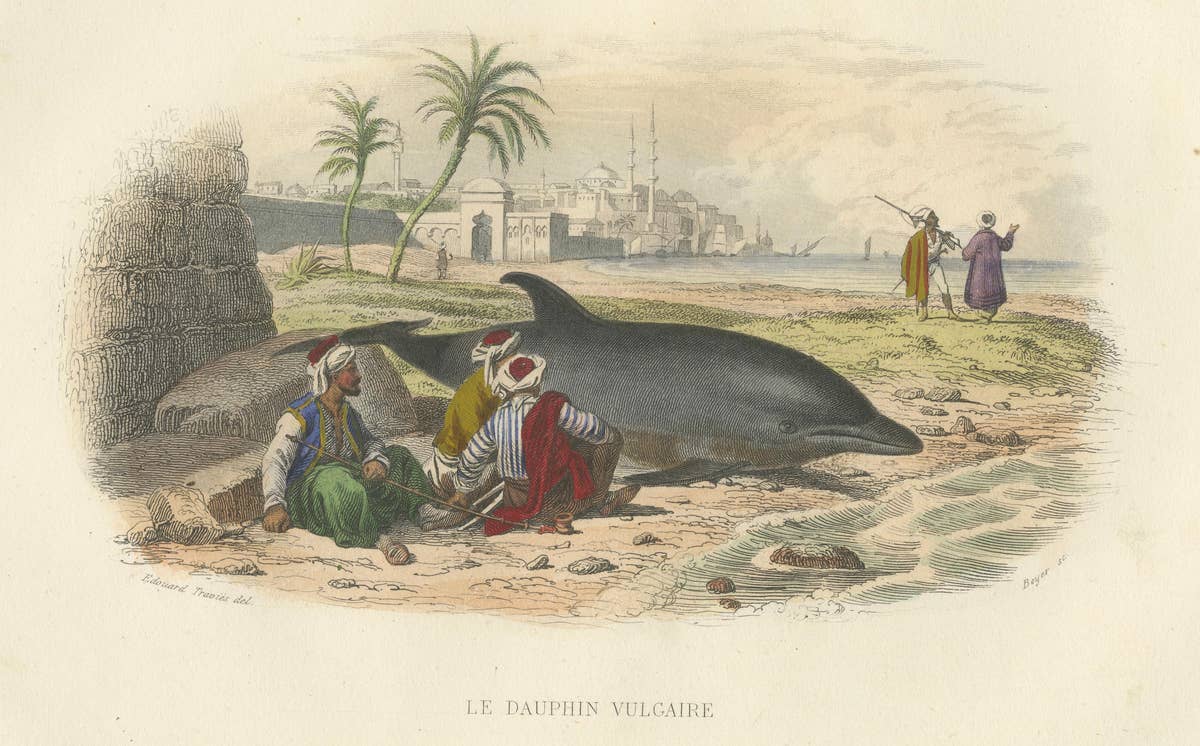 Le Dauphin Vulgaire (Common Dolphin), Hand-Colored Engraving, 1840