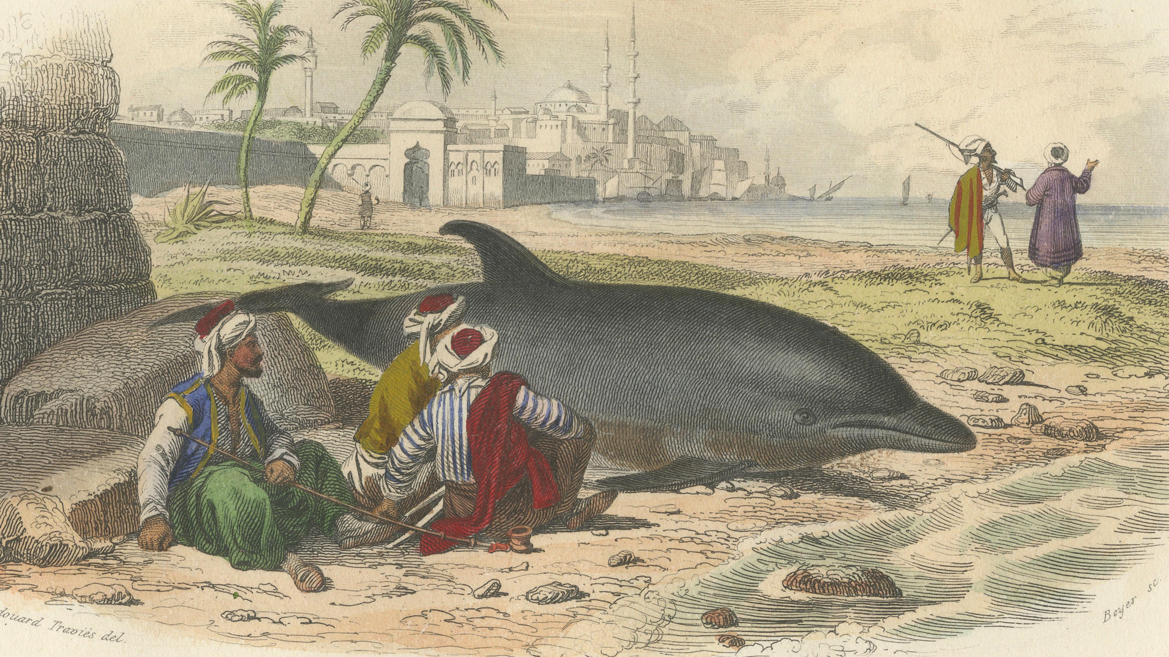 Le Dauphin Vulgaire (Common Dolphin), Hand-Colored Engraving, 1840