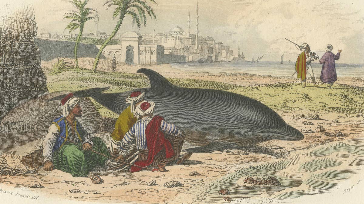 Le Dauphin Vulgaire (Common Dolphin), Hand-Colored Engraving, 1840
