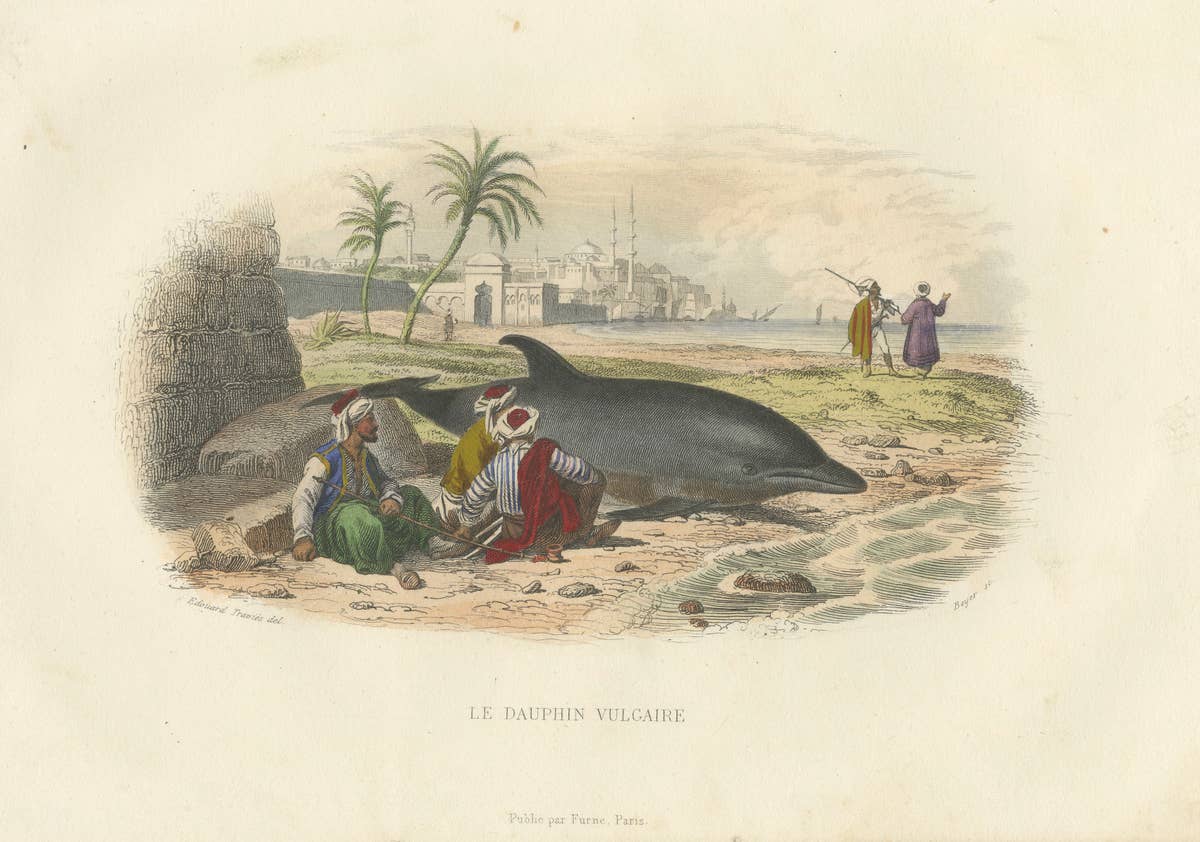 Le Dauphin Vulgaire (Common Dolphin), Hand-Colored Engraving, 1840