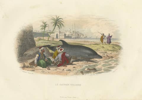 Le Dauphin Vulgaire (Common Dolphin), Hand-Colored Engraving, 1840