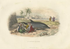 Le Dauphin Vulgaire (Common Dolphin), Hand-Colored Engraving, 1840