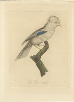 Le Geai varié (The Varied Jay): A 19th-Century Hand-Colored Bird Print