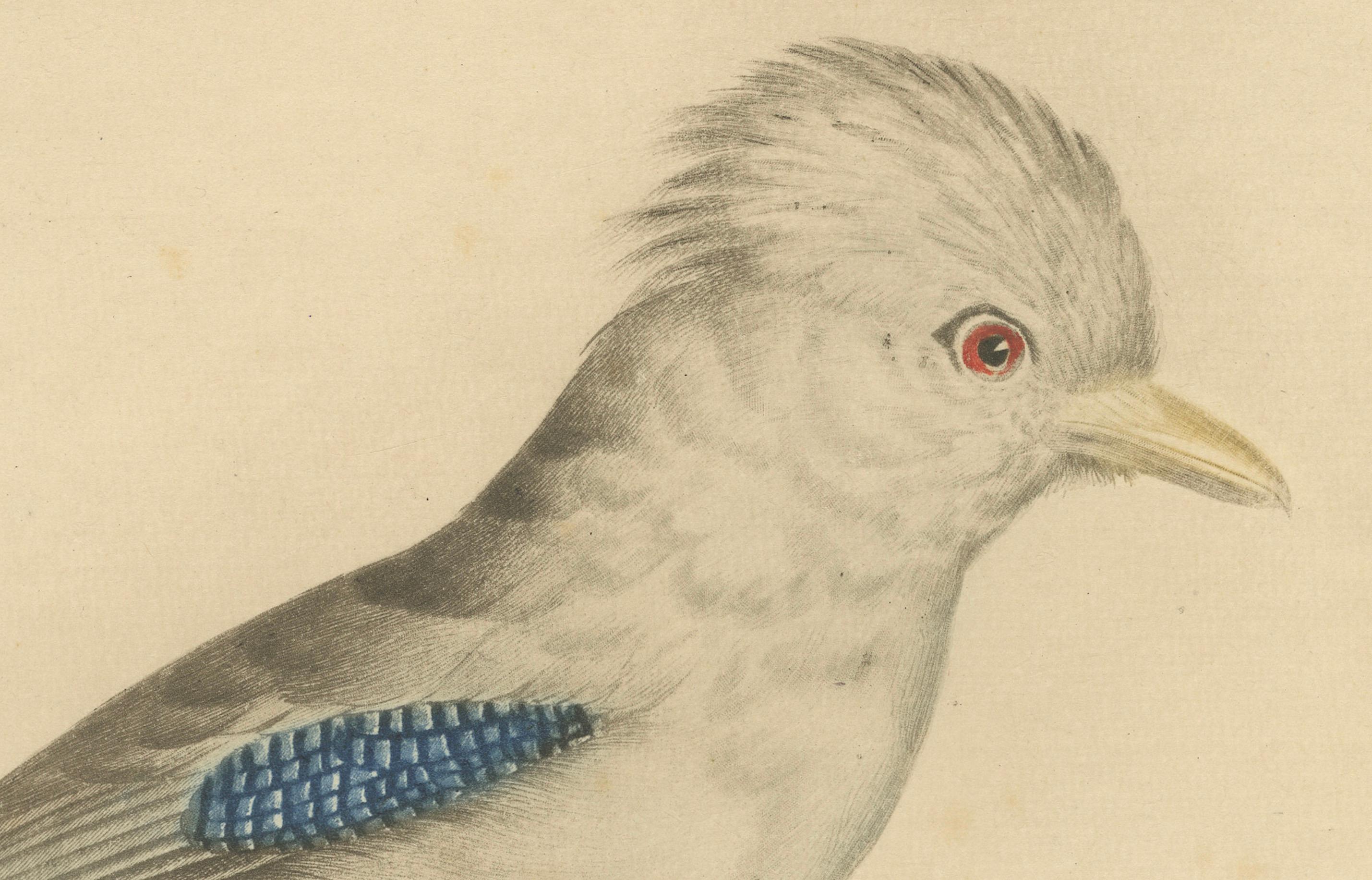 Le Geai varié (Der Eichelhäher): Ein handkolorierter Vogeldruck aus dem 19. Jahrhundert (Graviert) im Angebot