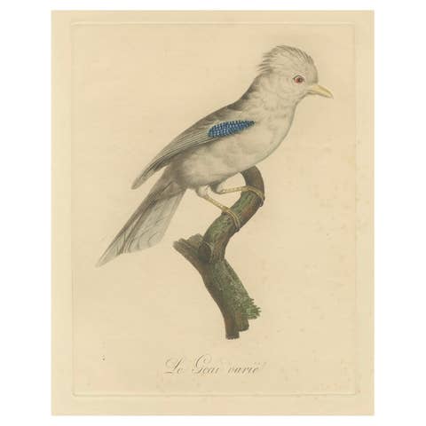 Le Geai varié (The Varied Jay): A 19th-Century Hand-Colored Bird Print