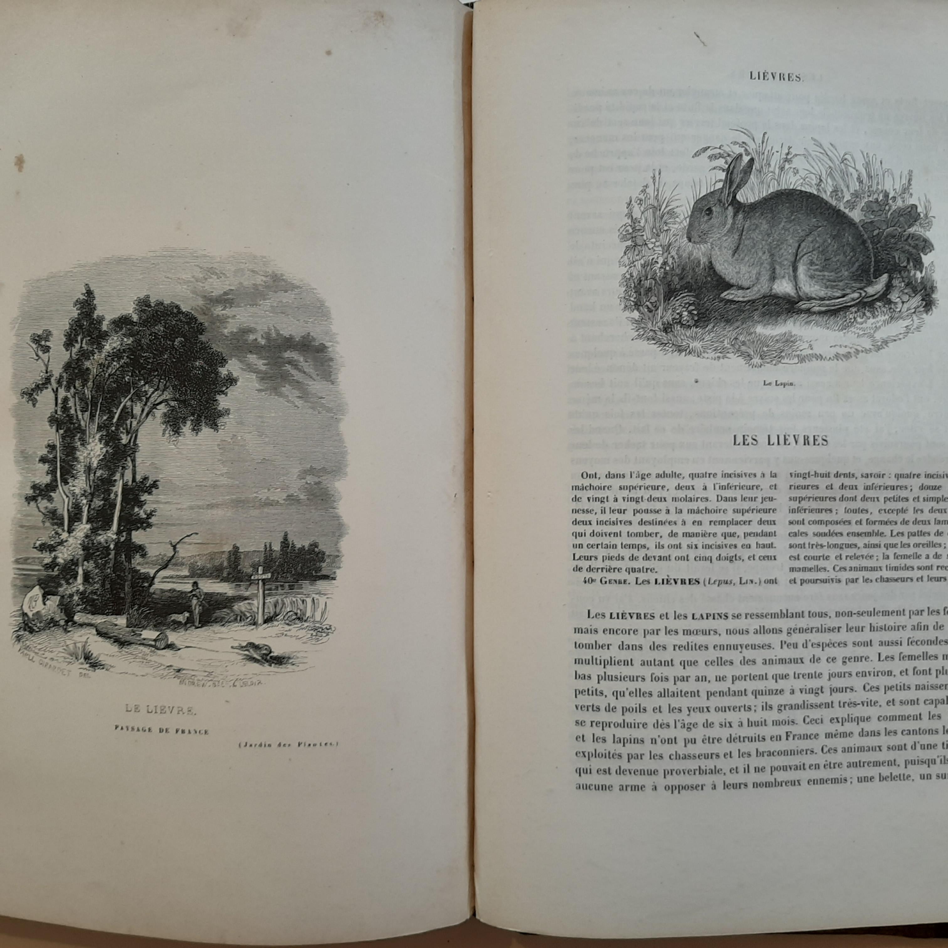 Paper Le Jardin des Plantes, Description et Moeurs des Mammifèeres (1842) For Sale