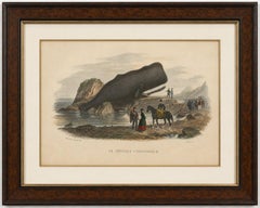 Le Physale Cylindrique (Sperm Whale), Hand-Colored Engraving, 1840