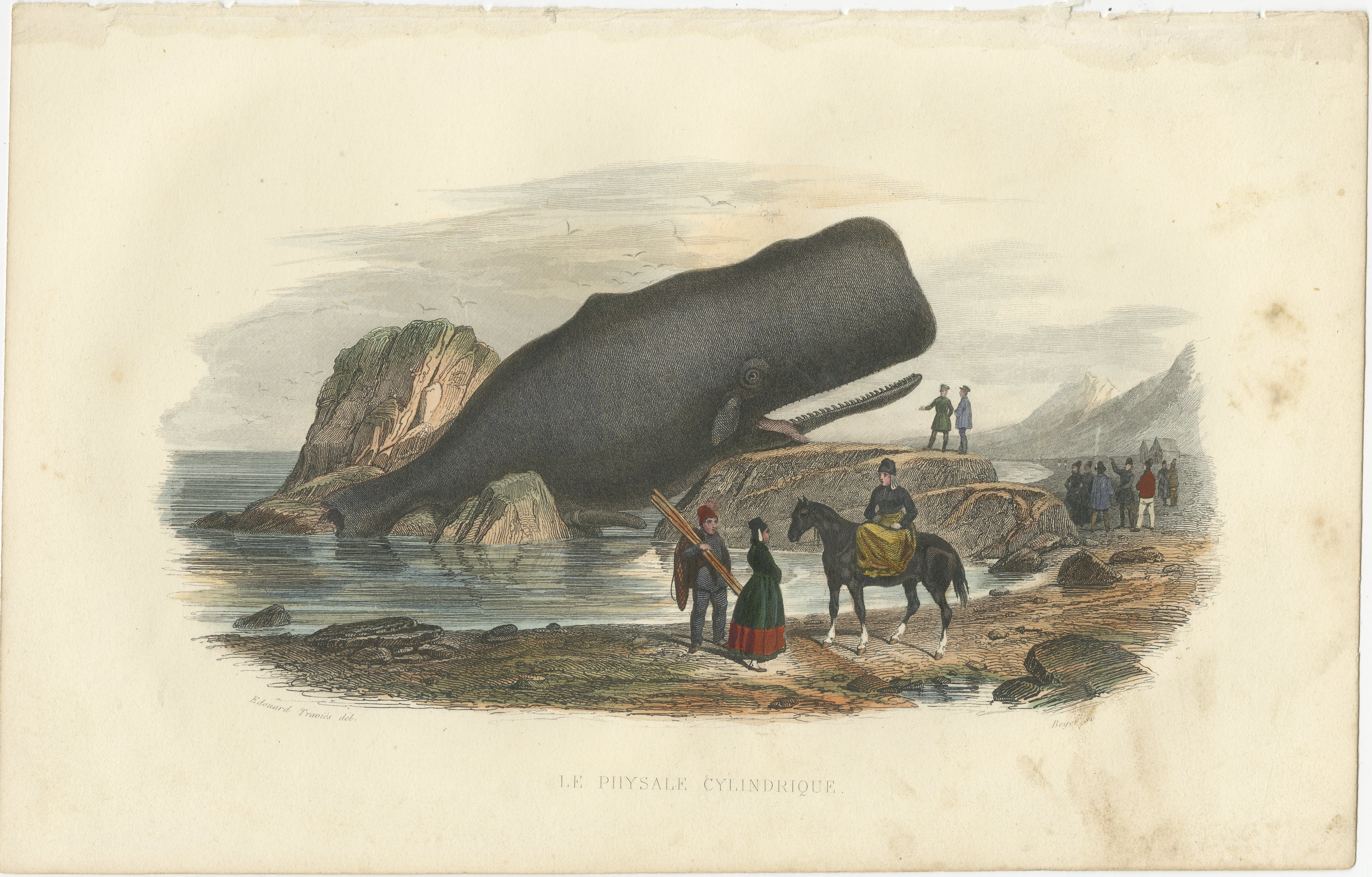 Le Physale Cylindrique (Sperm Whale), Hand-Colored Engraving, 1840