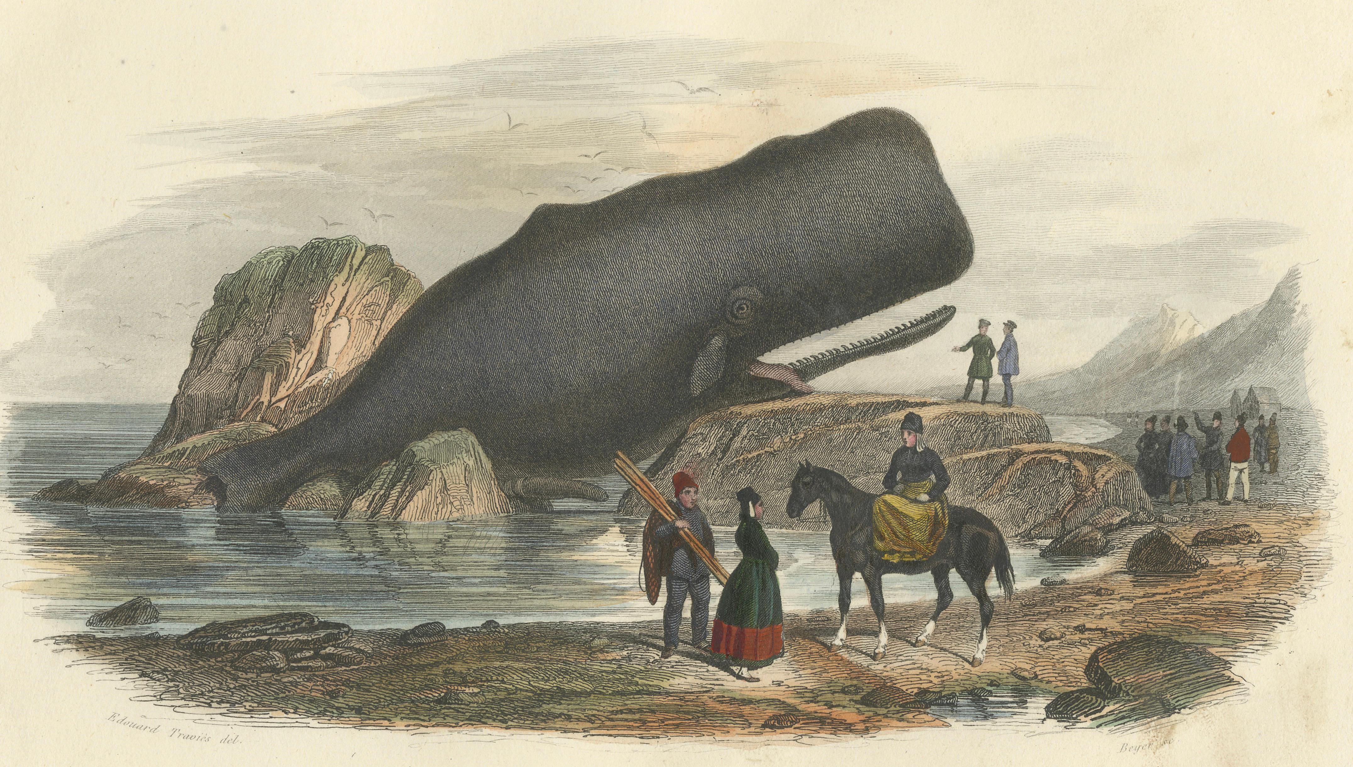 Le Physale Cylindrique (Sperm Whale), Hand-Colored Engraving, 1840