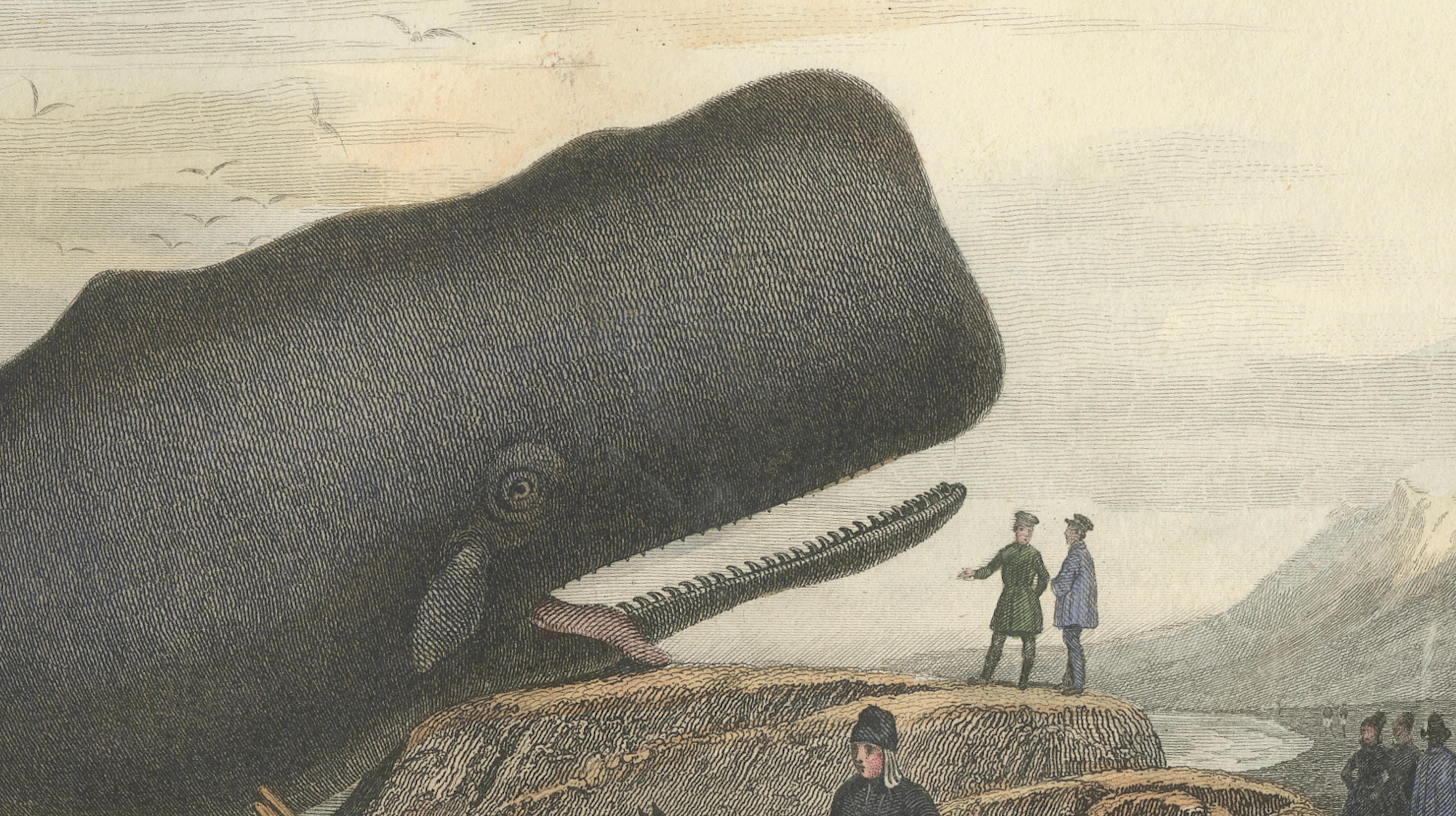 Le Physale Cylindrique (Sperm Whale), Hand-Colored Engraving, 1840