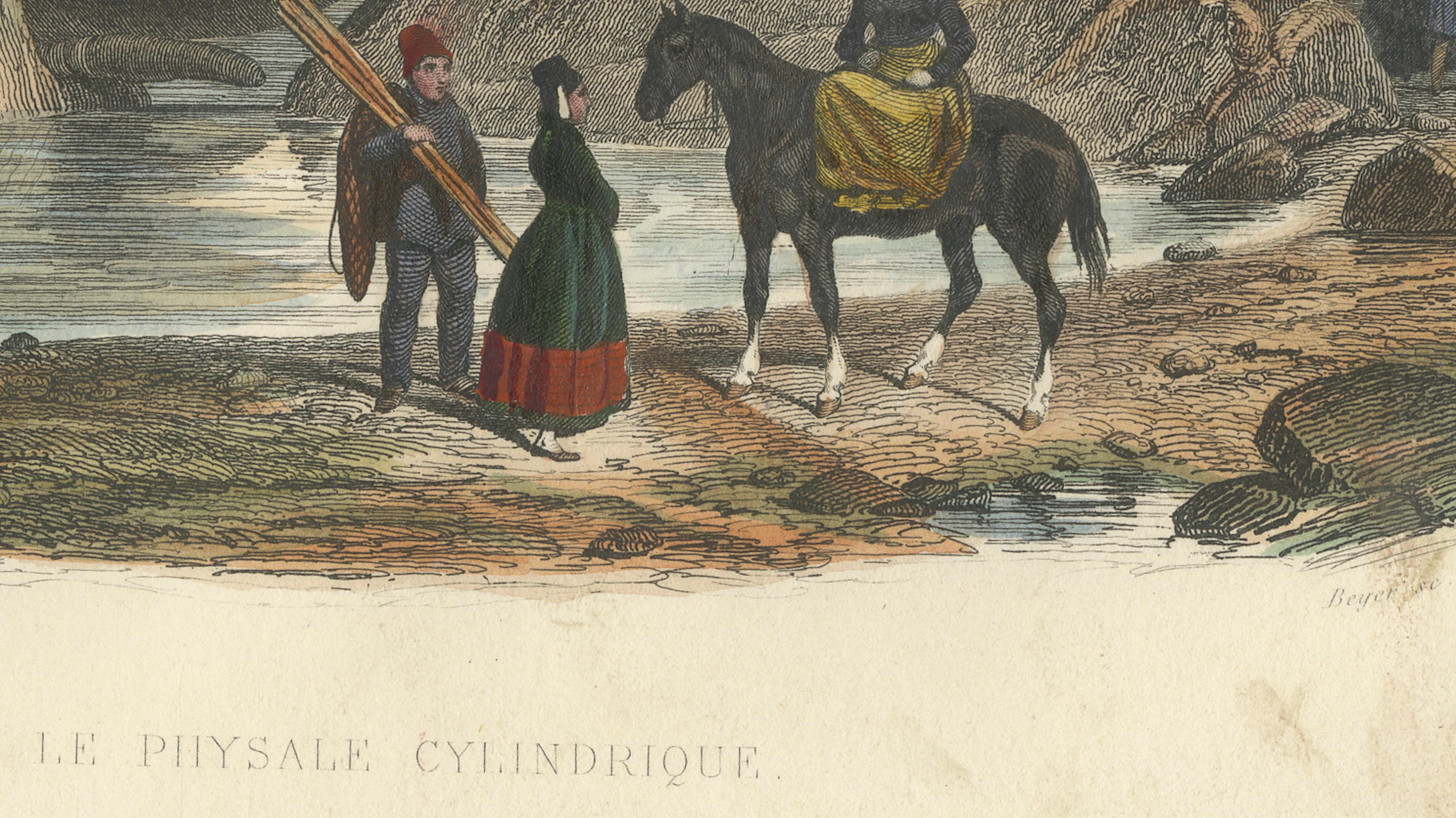 Le Physale Cylindrique (Sperm Whale), Hand-Colored Engraving, 1840