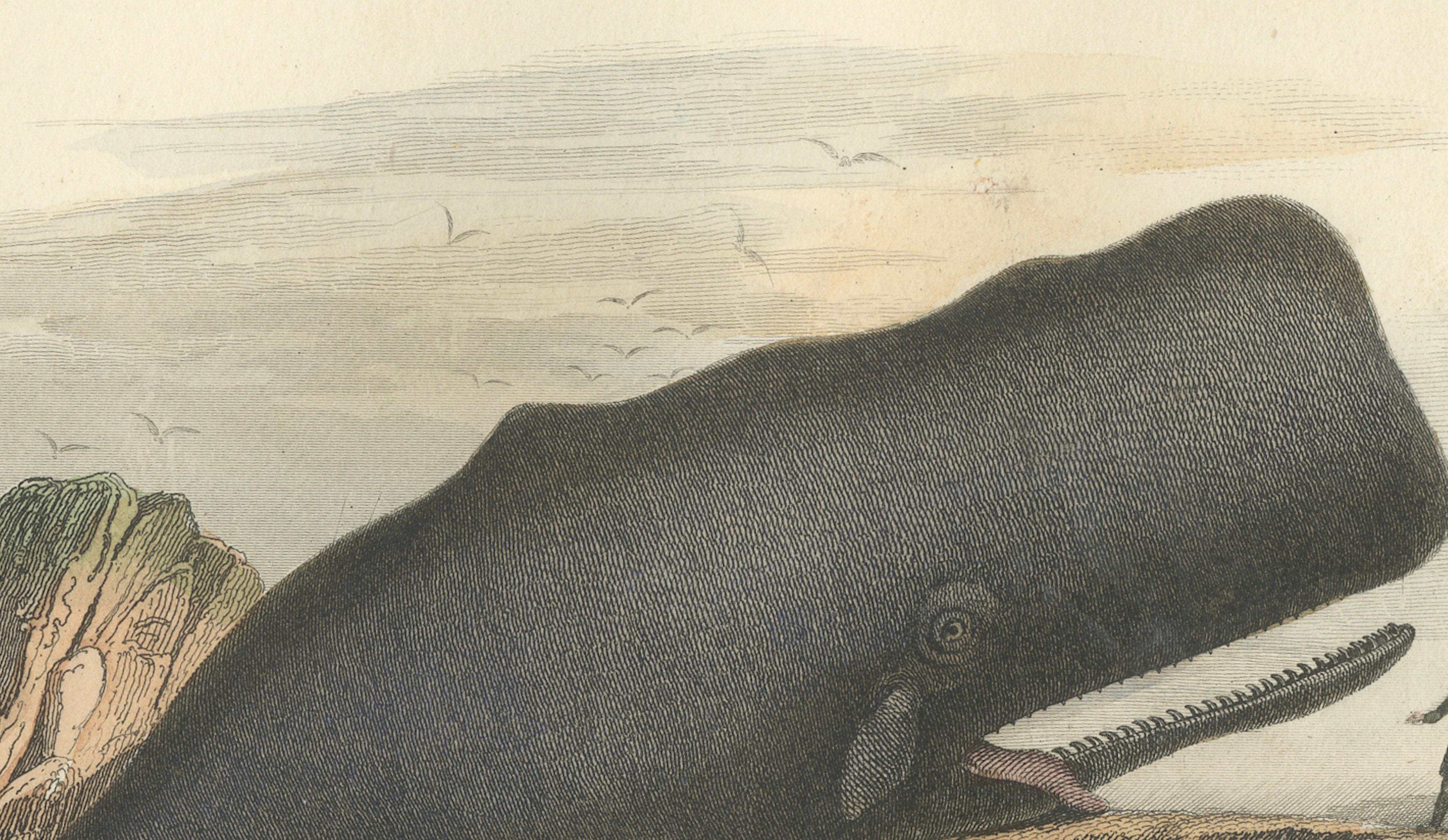 Le Physale Cylindrique (Sperm Whale), Hand-Colored Engraving, 1840
