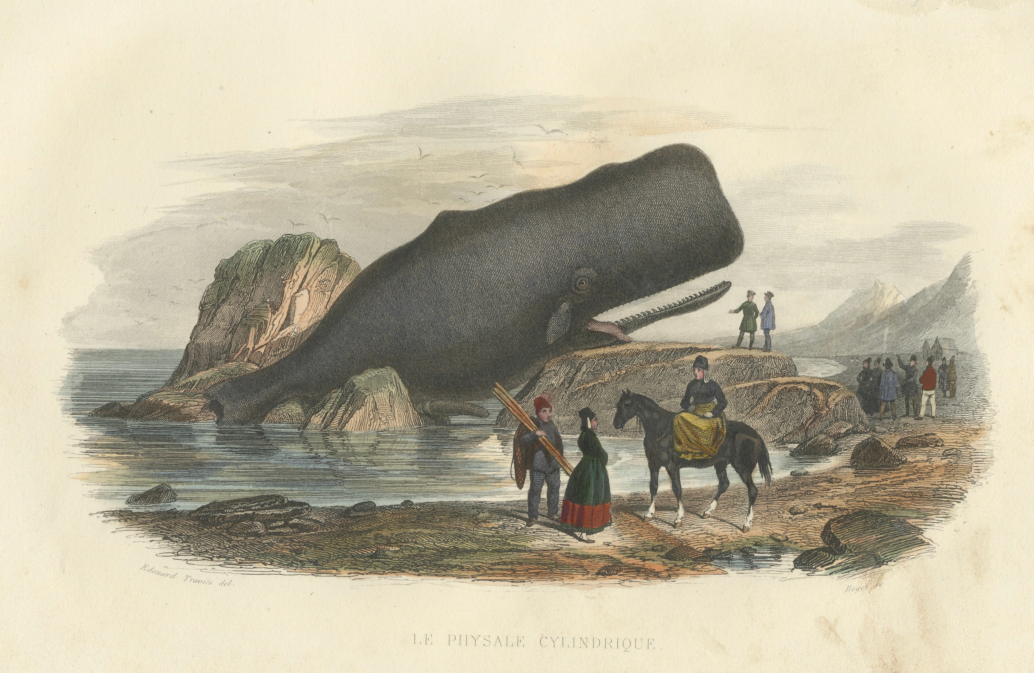 Le Physale Cylindrique (Sperm Whale), Hand-Colored Engraving, 1840