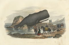 Le Physale Cylindrique (Sperm Whale), Hand-Colored Engraving, 1840