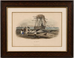 „Le Requin“ (Hai), handkolorierter Stich, 1840