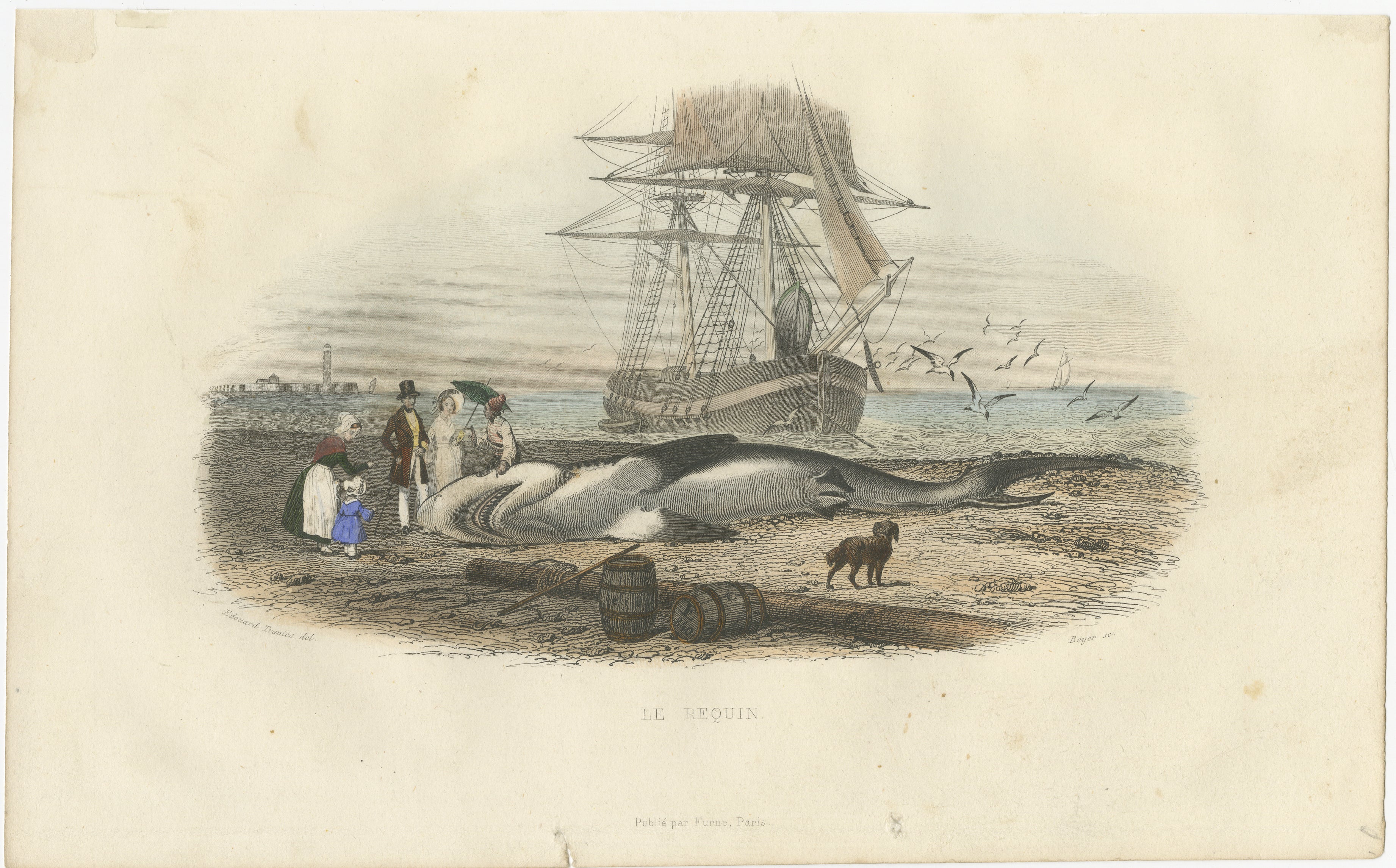 Le Requin (Shark), Hand-Colored Engraving, 1840