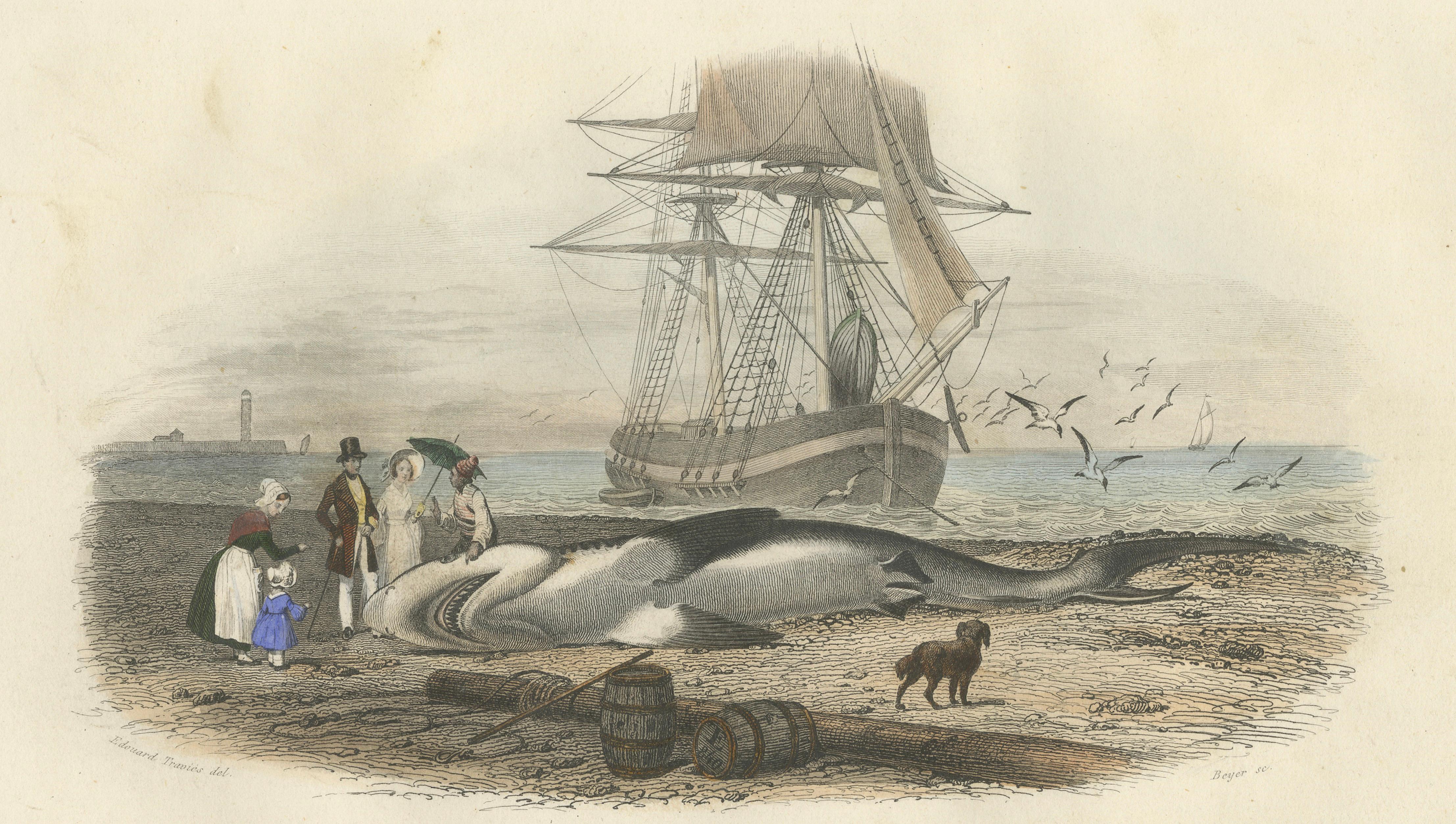 Le Requin (Shark), Hand-Colored Engraving, 1840