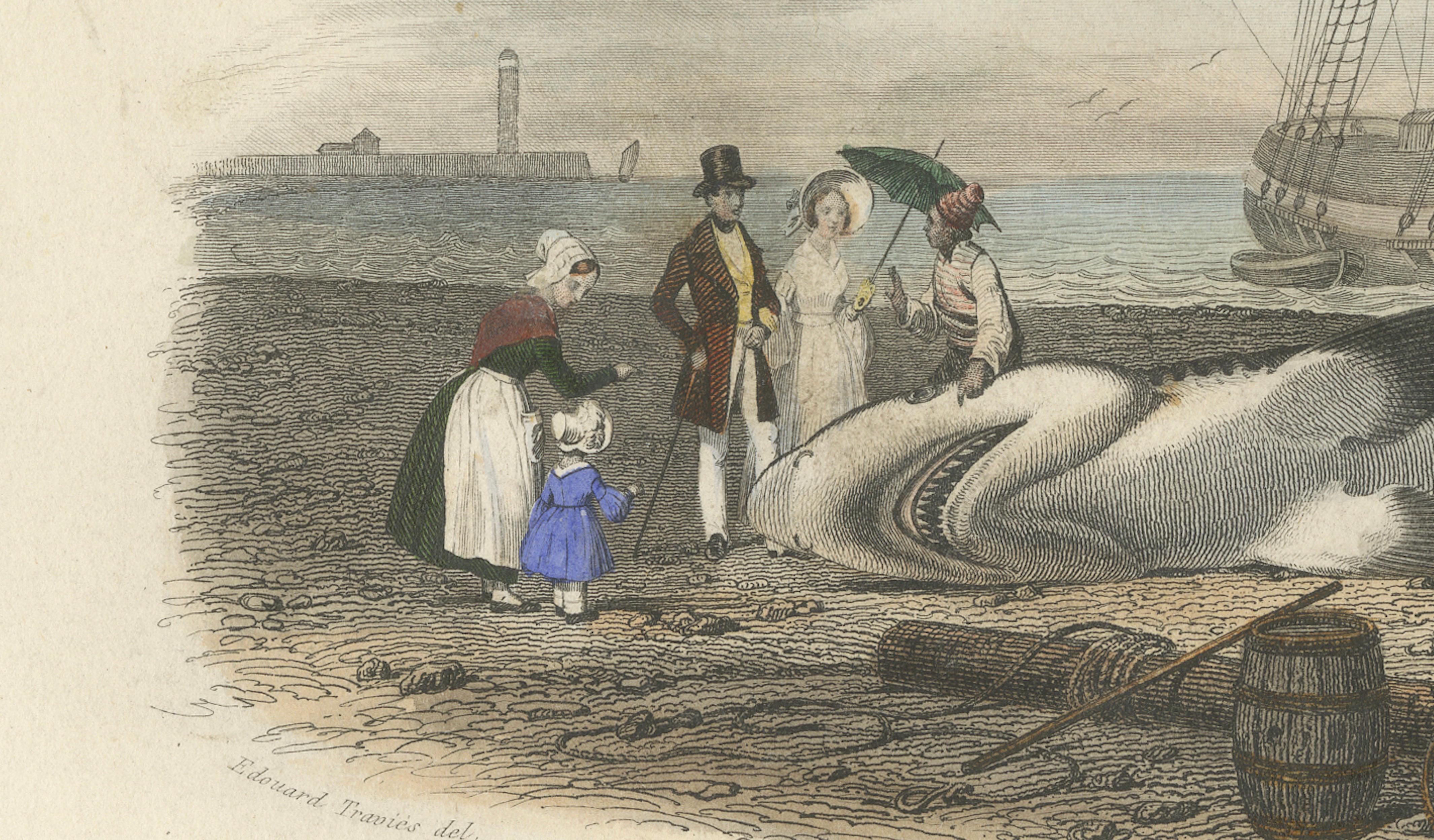 Le Requin (Shark), Hand-Colored Engraving, 1840