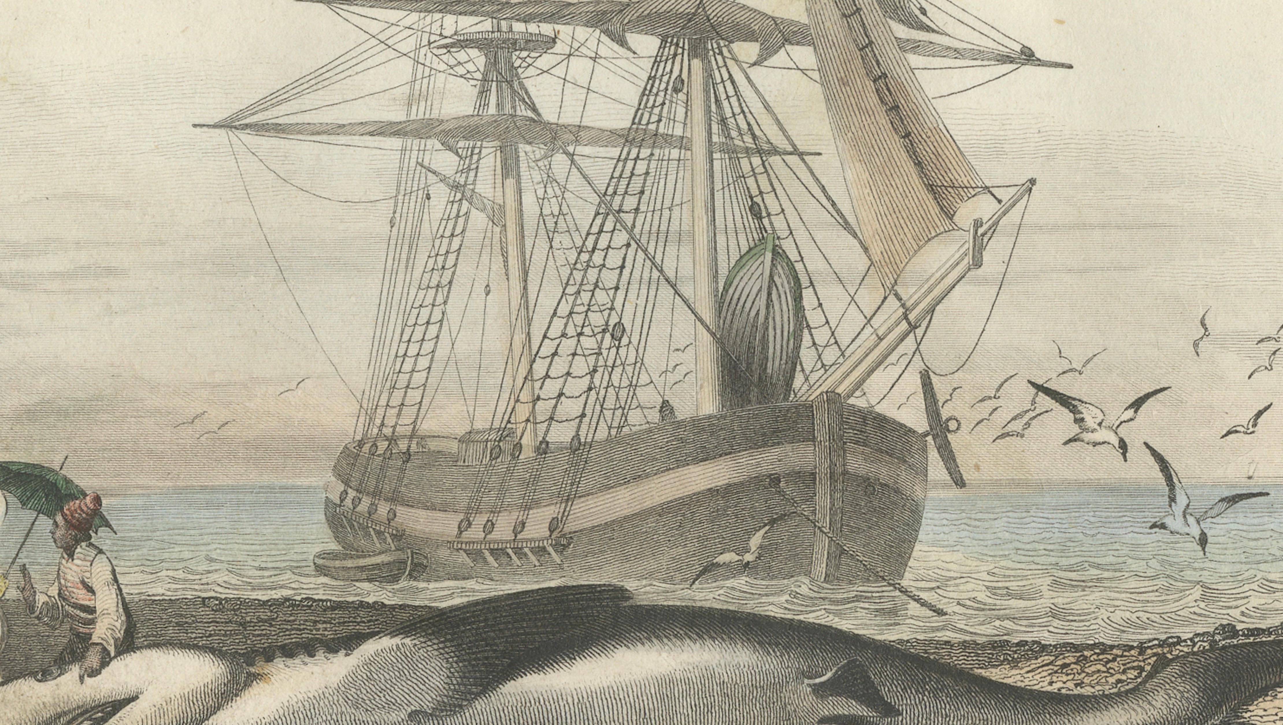 Le Requin (Shark), Hand-Colored Engraving, 1840