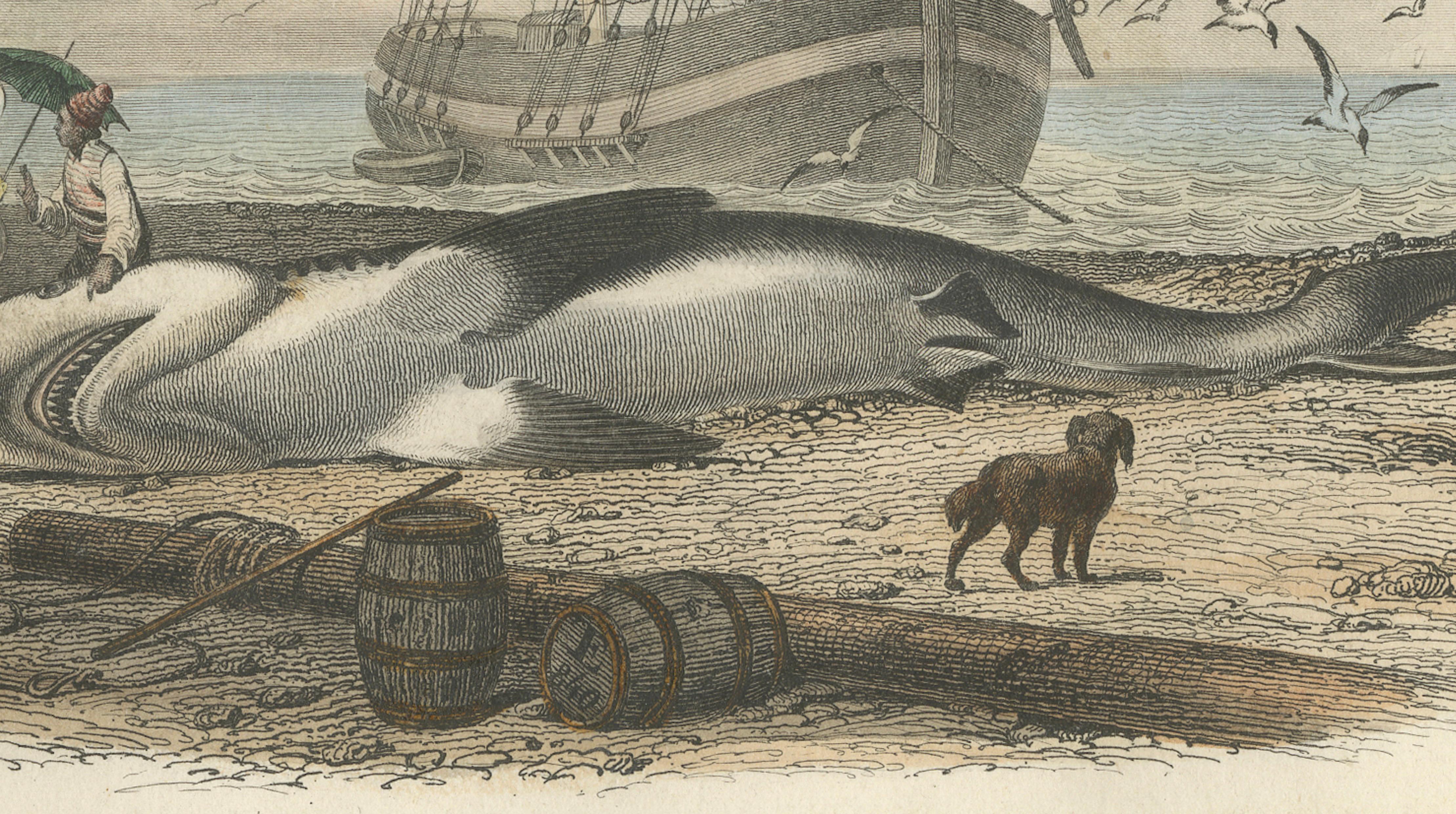 Le Requin (Shark), Hand-Colored Engraving, 1840