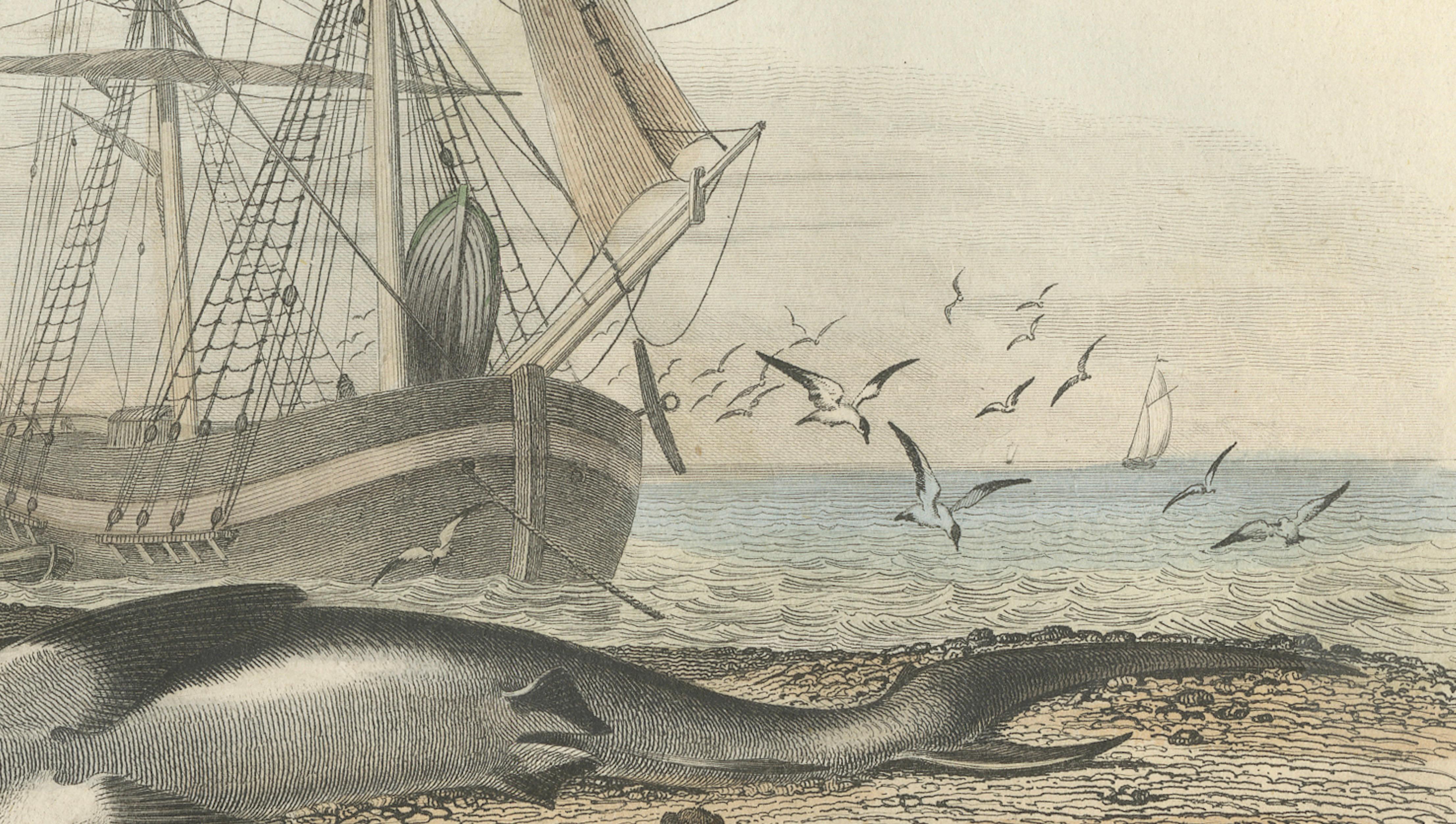 Le Requin (Shark), Hand-Colored Engraving, 1840