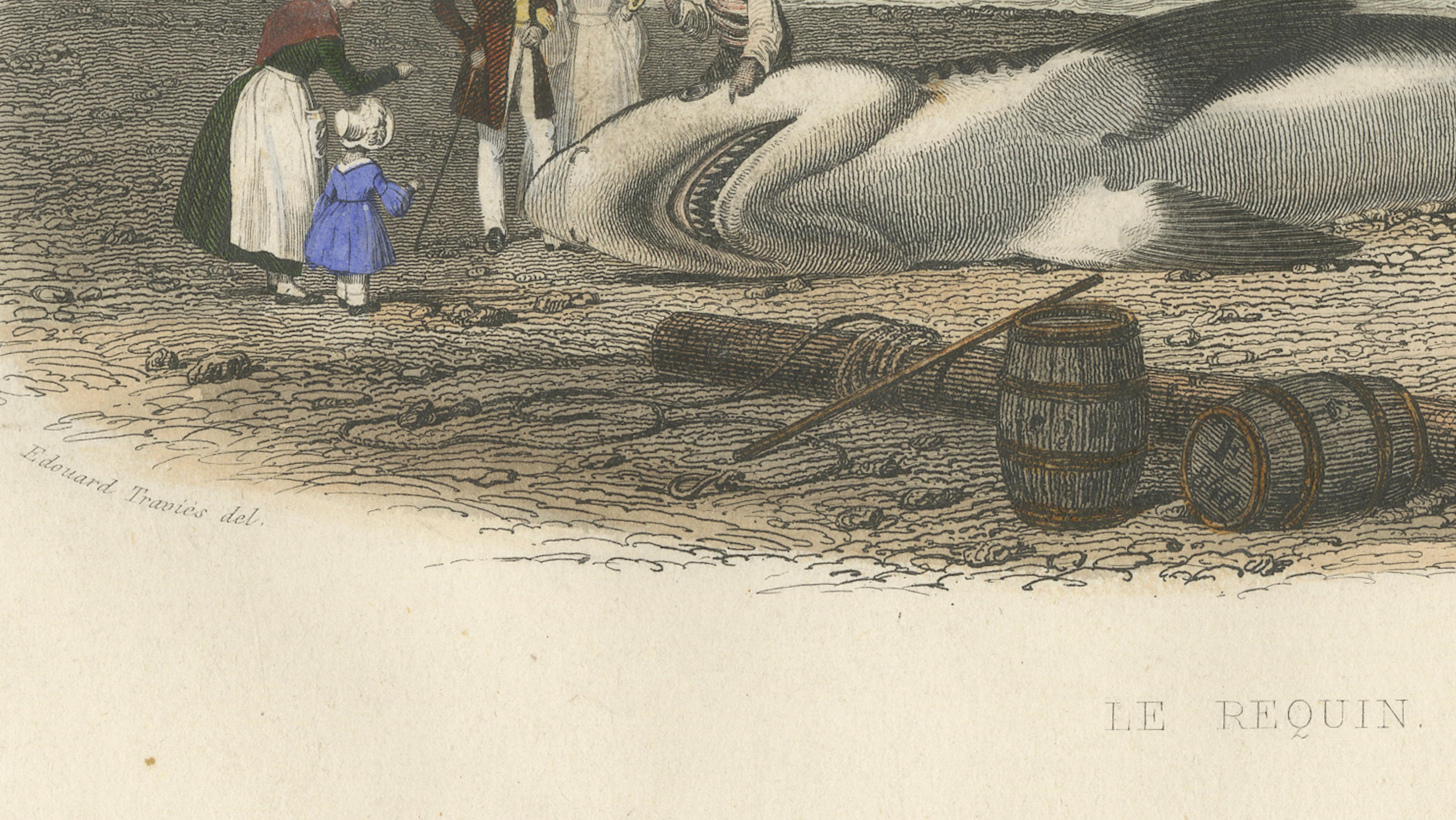 Le Requin (Shark), Hand-Colored Engraving, 1840