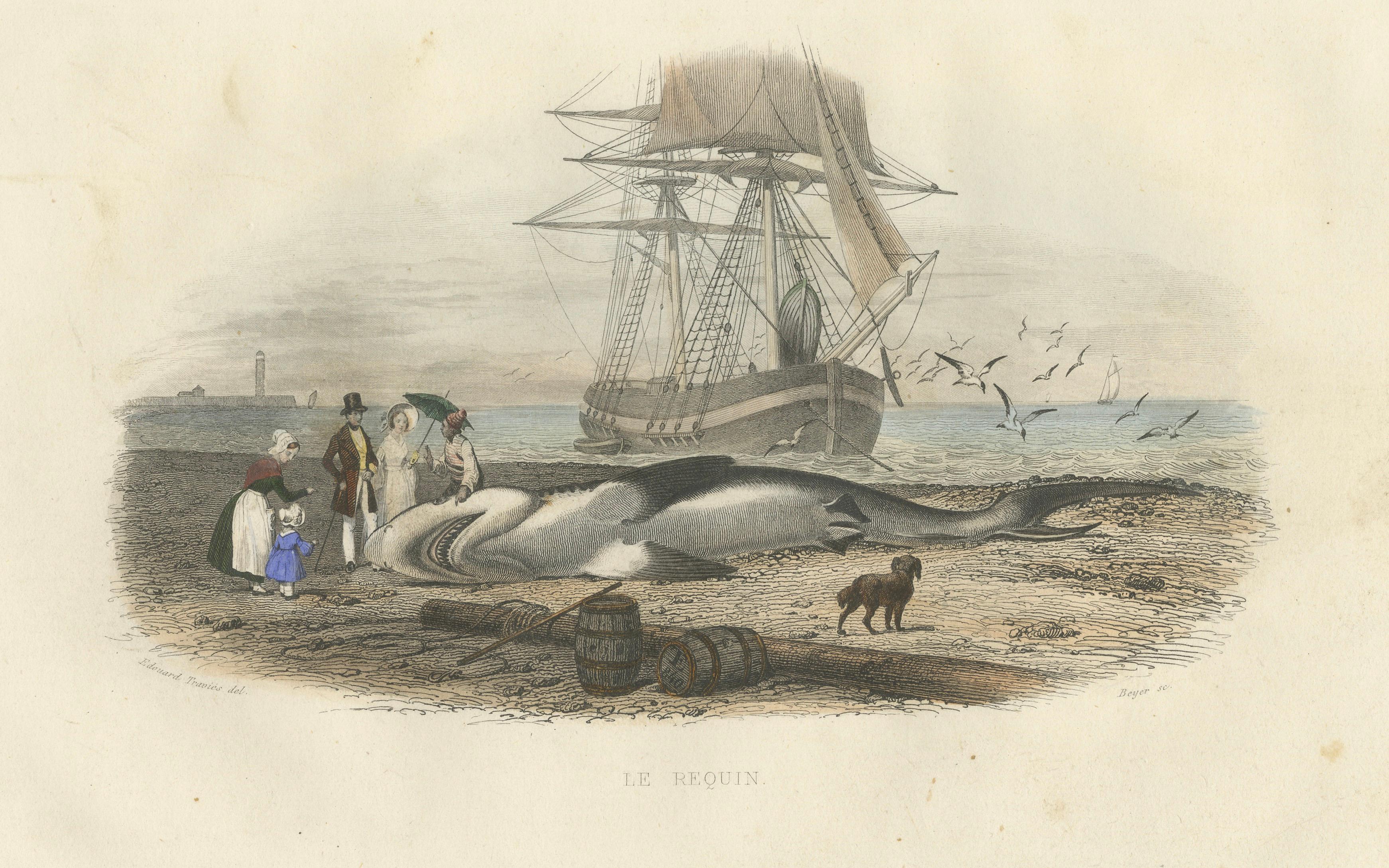 Le Requin (Shark), Hand-Colored Engraving, 1840