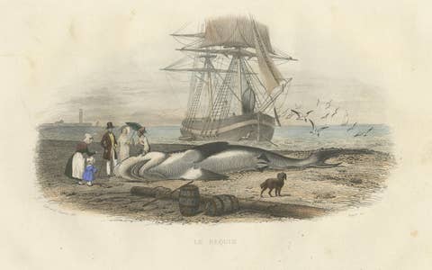 Le Requin (Shark), Hand-Colored Engraving, 1840