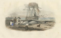 „Le Requin“ (Hai), handkolorierter Stich, 1840