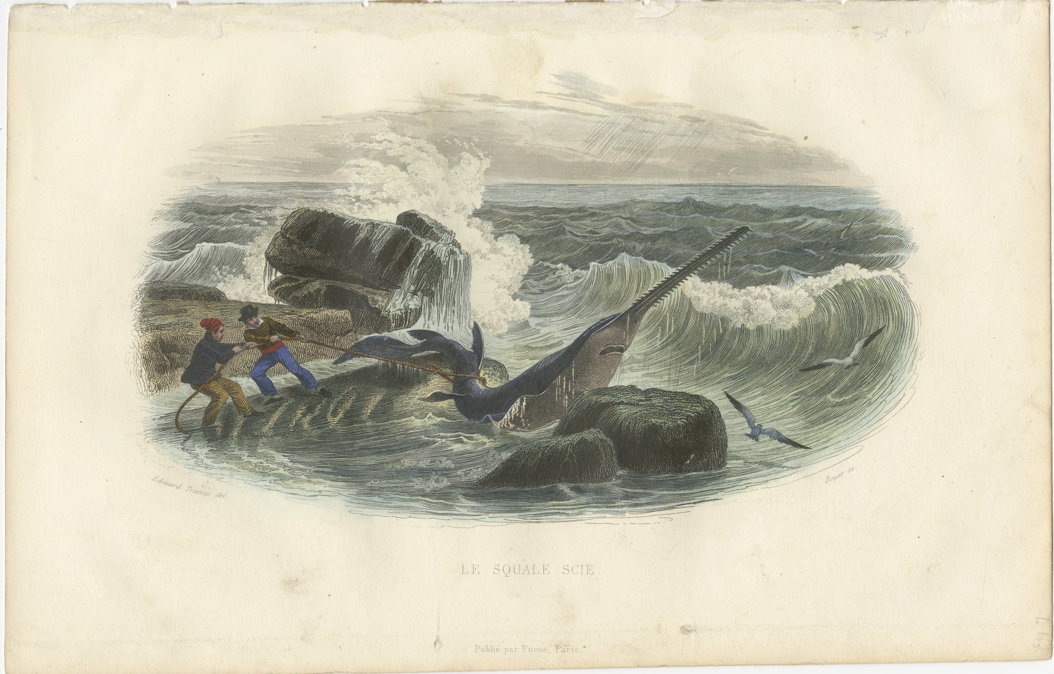 Le Squale Scie (Sawfish), Hand-Colored Engraving, 1840